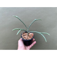 Lycopodium carinatum