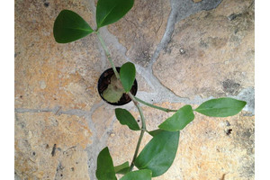 Hydnophytum mosleyanum
