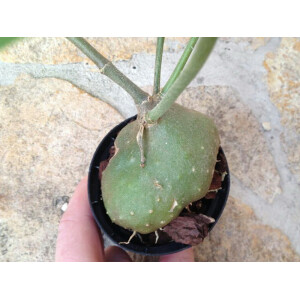 Hydnophytum mosleyanum