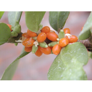 Hydnophytum mosleyanum