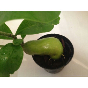 Hydnophytum tuberosum