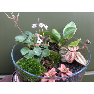 Flaschengarten-Sortiment 1