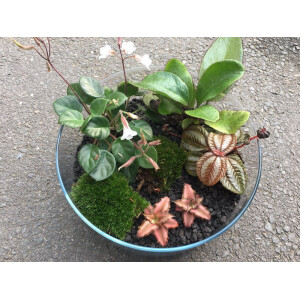 Flaschengarten-Sortiment 1