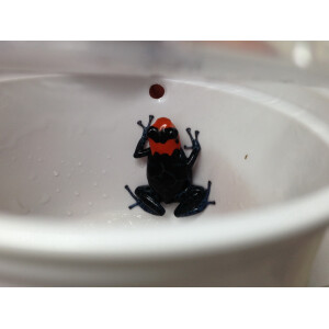 Ranitomeya benedicta