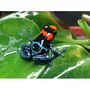 Ranitomeya benedicta