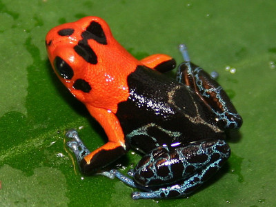 Ranitomeya fantasticus varadero 