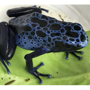 Dendrobates azureus