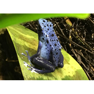 Dendrobates azureus