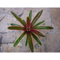 Neoregelia fireball rose klein (bromelie)