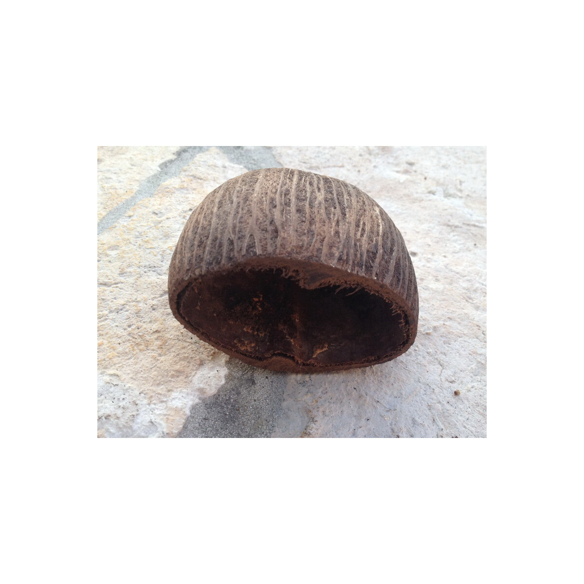 Palmschale ca. 4-7cm