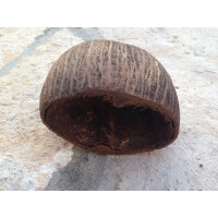 Palmschale ca. 4-7cm