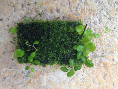 Xaximplate with Moss