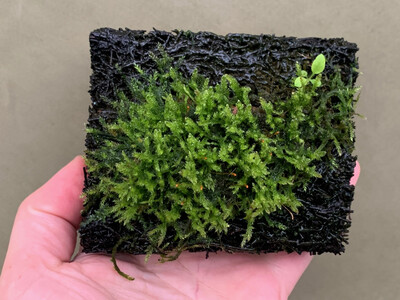 Xaximplate with Moss