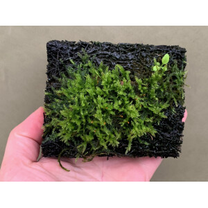 Xaximplatte  bewachsen mit Moosen