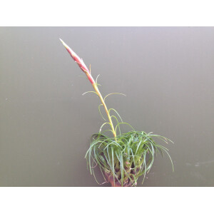 Vriesea correia-arauji   (bromelie)