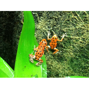 Oophaga pumilio Bastimentos