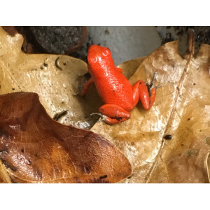 Oophaga pumilio Nancy