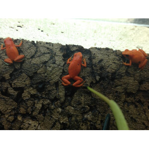 Oophaga pumilio Nancy