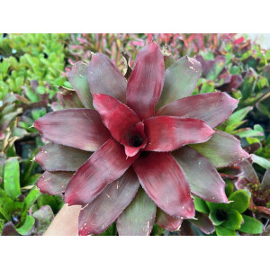 Neoregelia "Deep Red" (bromelie)