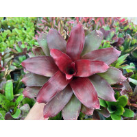 Neoregelia "Deep Red" (bromelie)