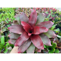 Neoregelia "Deep Red" (bromelie)