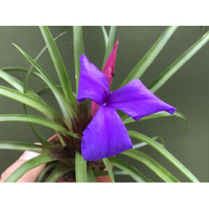 Tillandsia cyanea