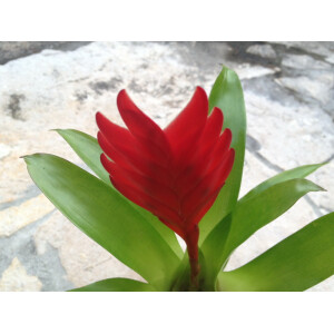 Guzmania Rotes Schwert (bromelie)