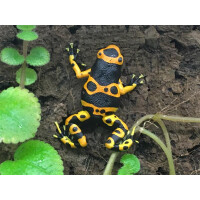 Dendrobates leucomelas