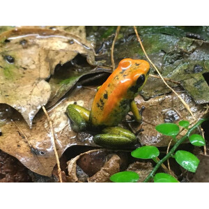 Phyllobates bicolor