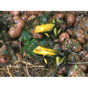 Phyllobates bicolor