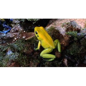 Phyllobates bicolor