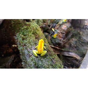 Phyllobates bicolor