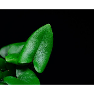 Hemionitis arifolia