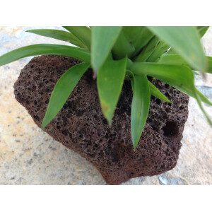 Guzmania theresa in Lavastein