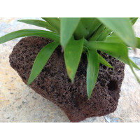 Guzmania theresa in Lavastein