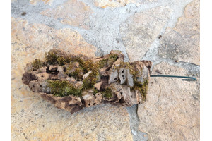 Natur-Korkstck zum aufbinden von Pflanzen