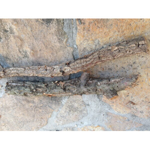 Naturkorkast (Vollholz) ( 20-30cm )