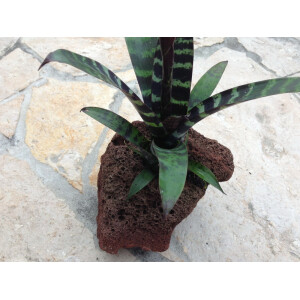 Vriesea splendens era in Lavastein (bromelie)