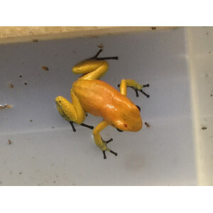 Phyllobates terribilis gelb