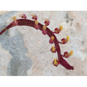 Bulbophyllum falcatum