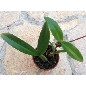 Bulbophyllum falcatum