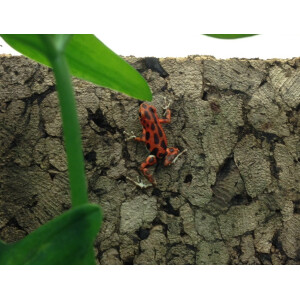 Oophaga pumilio Bastimentos Zuchtpaar