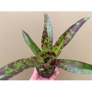 Neoregelia green pointed (bromelie)