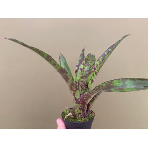 Neoregelia green pointed (bromelie)