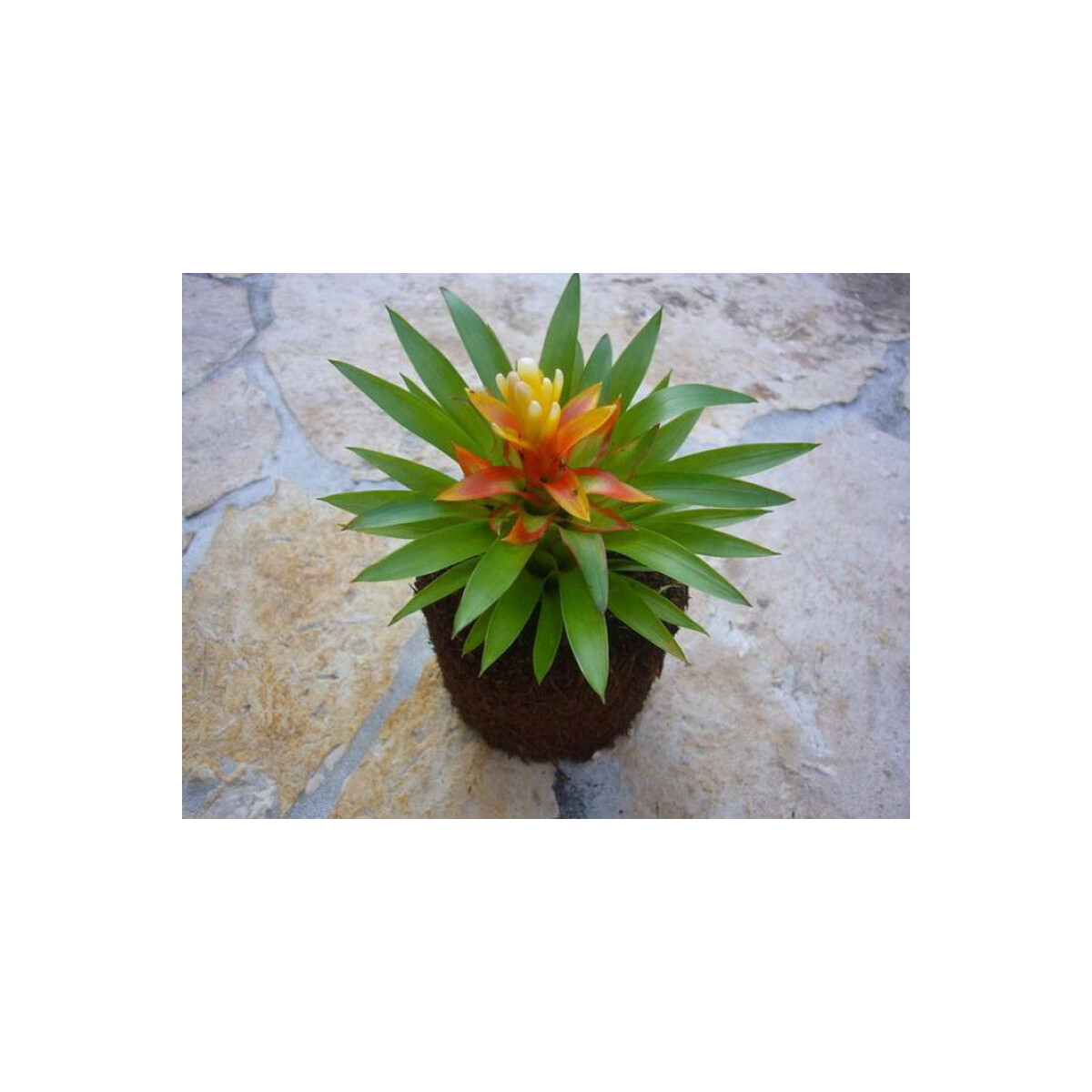 Guzmania theresa im Xaximtopf