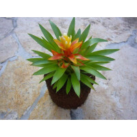 Guzmania theresa im Xaximtopf