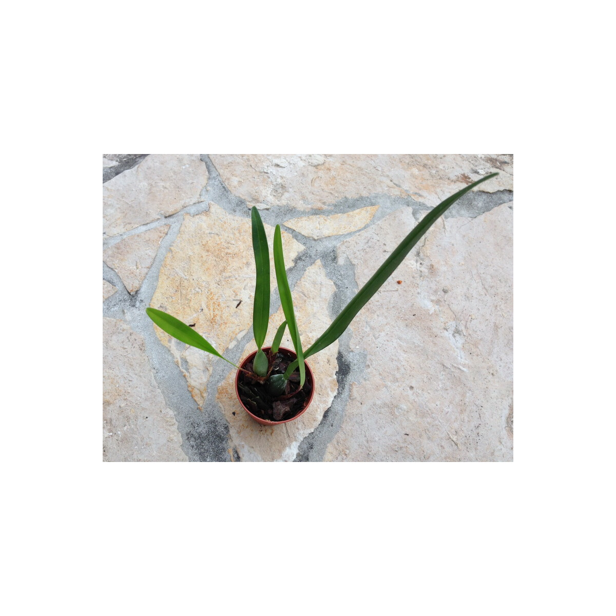 Maxillaria variabilis