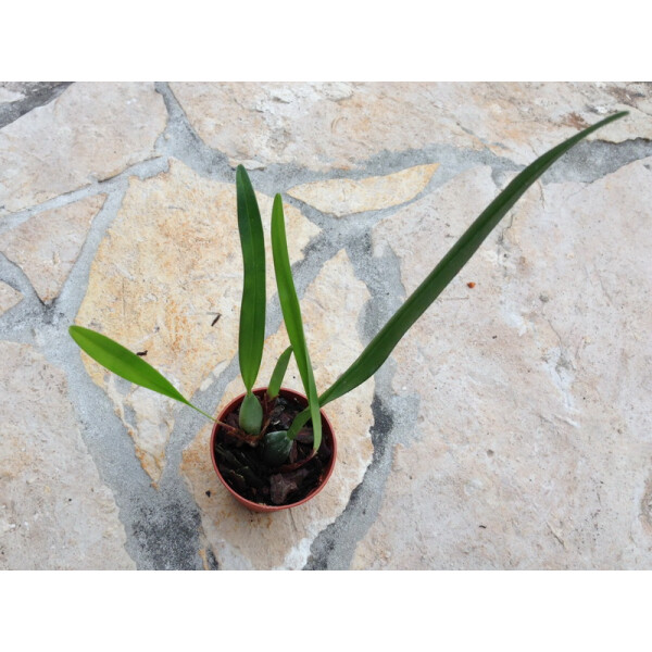 Maxillaria variabilis