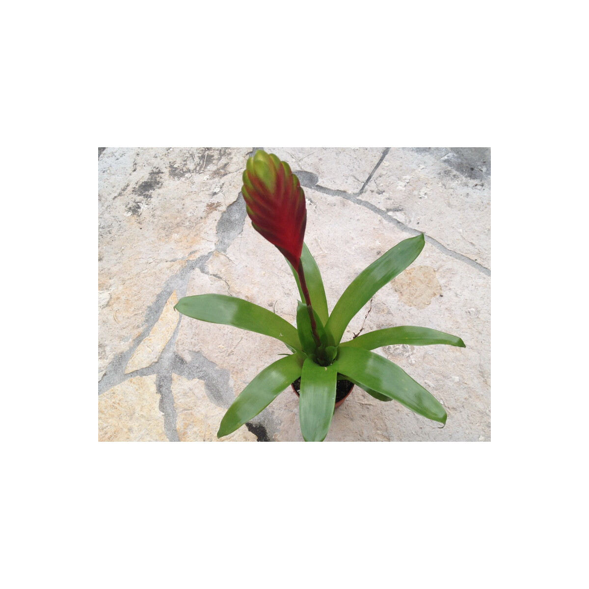 Guzmania rainbow (bromelie)