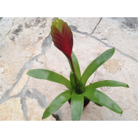 Guzmania rainbow (bromelie)